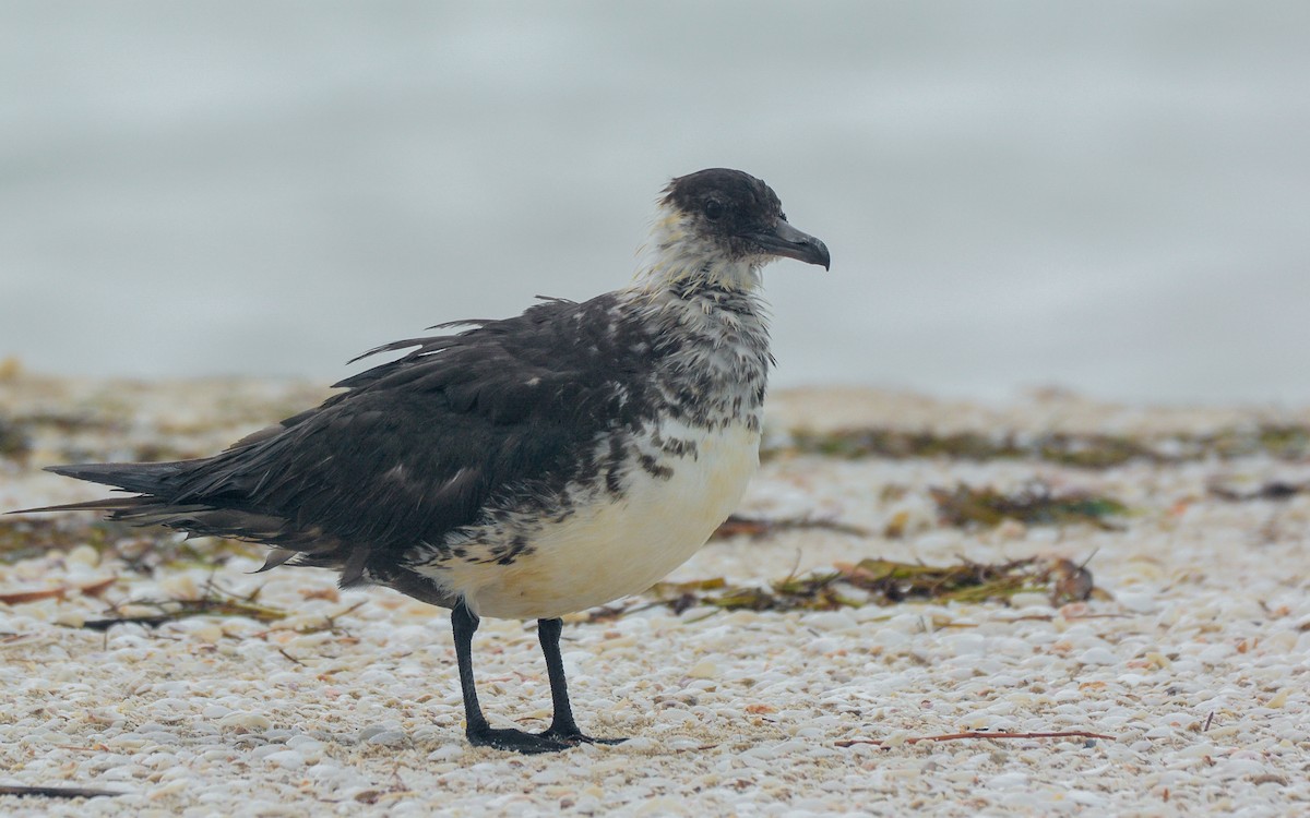 Pomarine Jaeger - Luis Trinchan