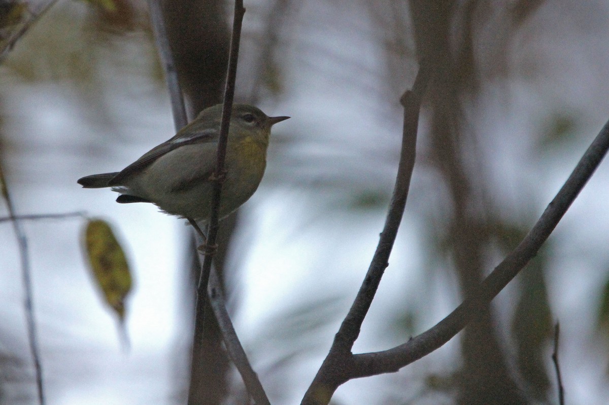 Northern Parula - ML268216621