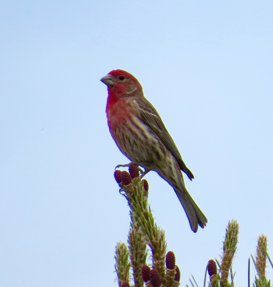 House Finch - ML26821761