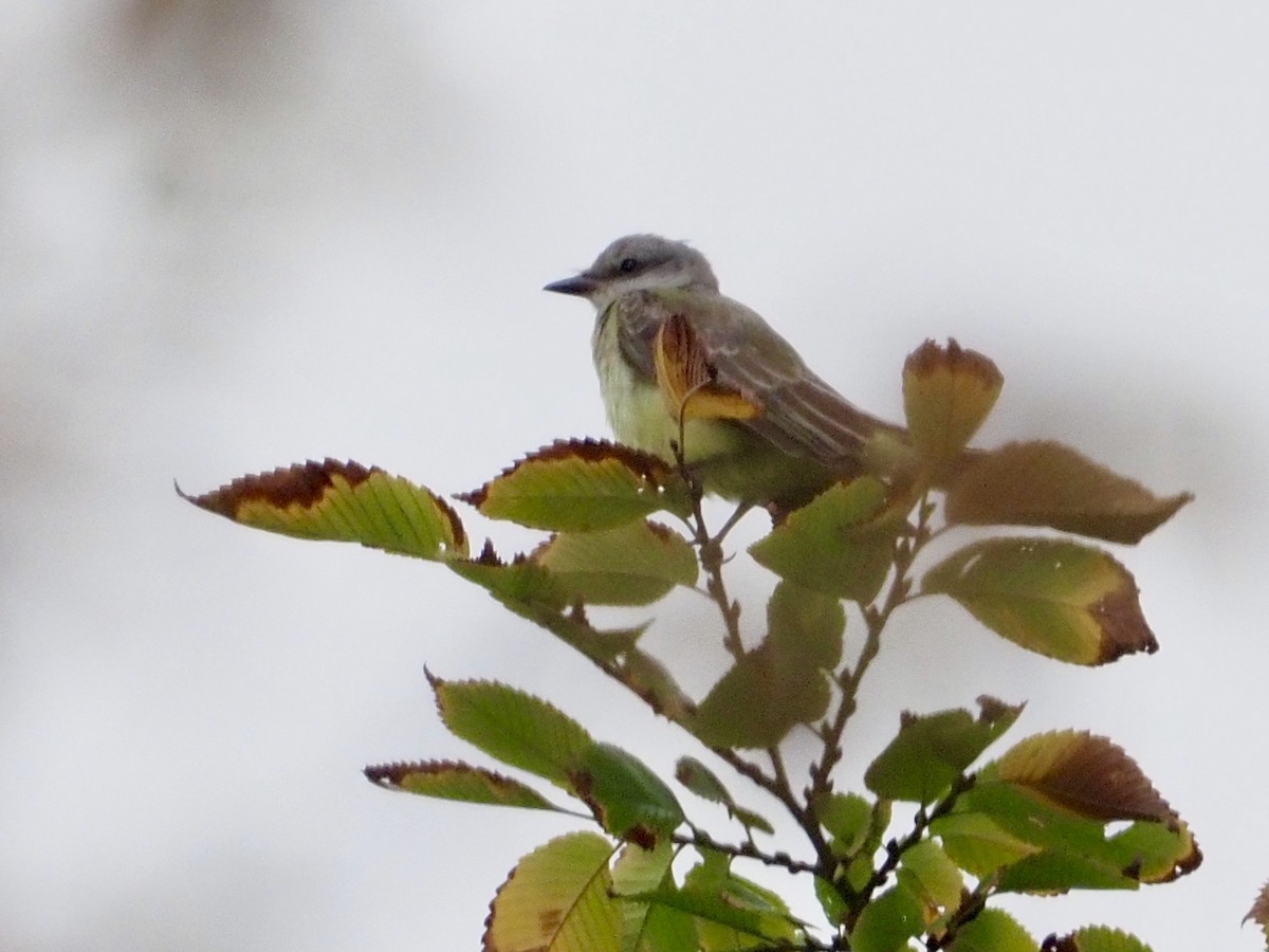 Western Kingbird - Gabriel Willow