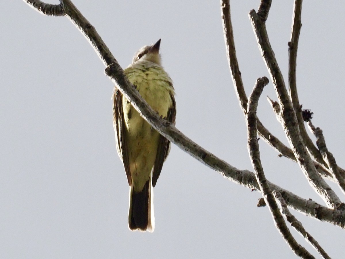 Western Kingbird - Gabriel Willow