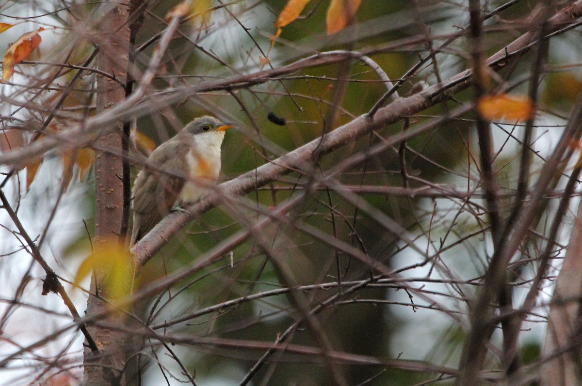 Yellow-billed Cuckoo - ML268221111