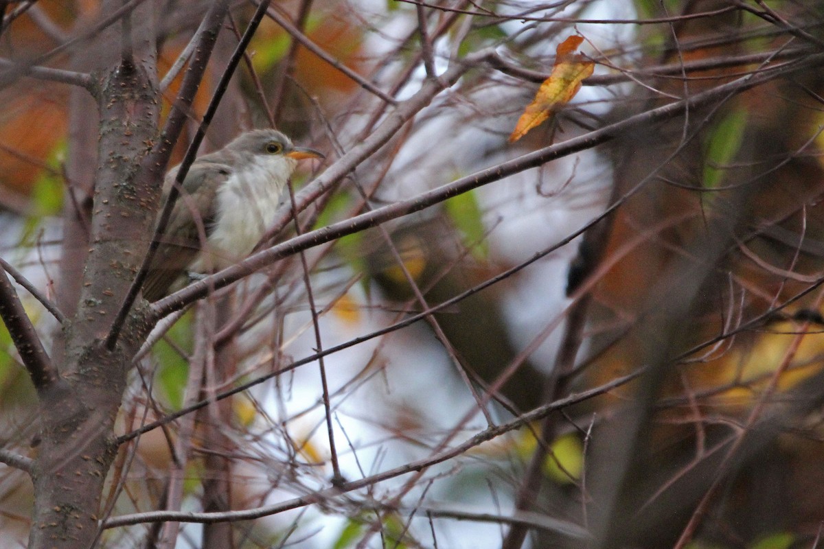 Yellow-billed Cuckoo - ML268221121