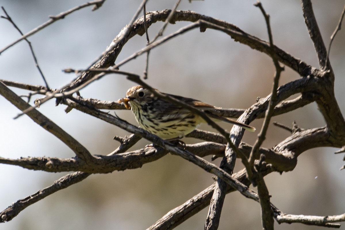 Speckled Warbler - John Hurrell