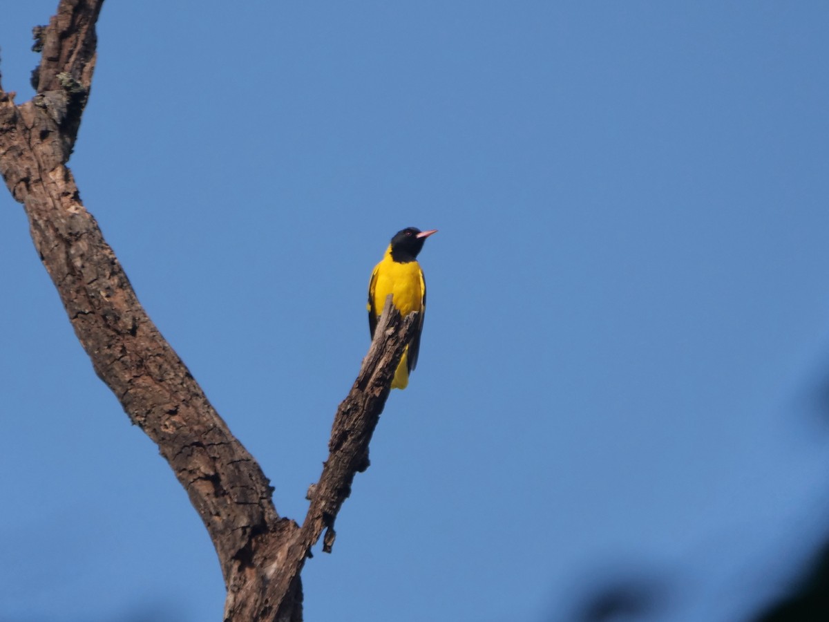 Black-hooded Oriole - Ellen Askum