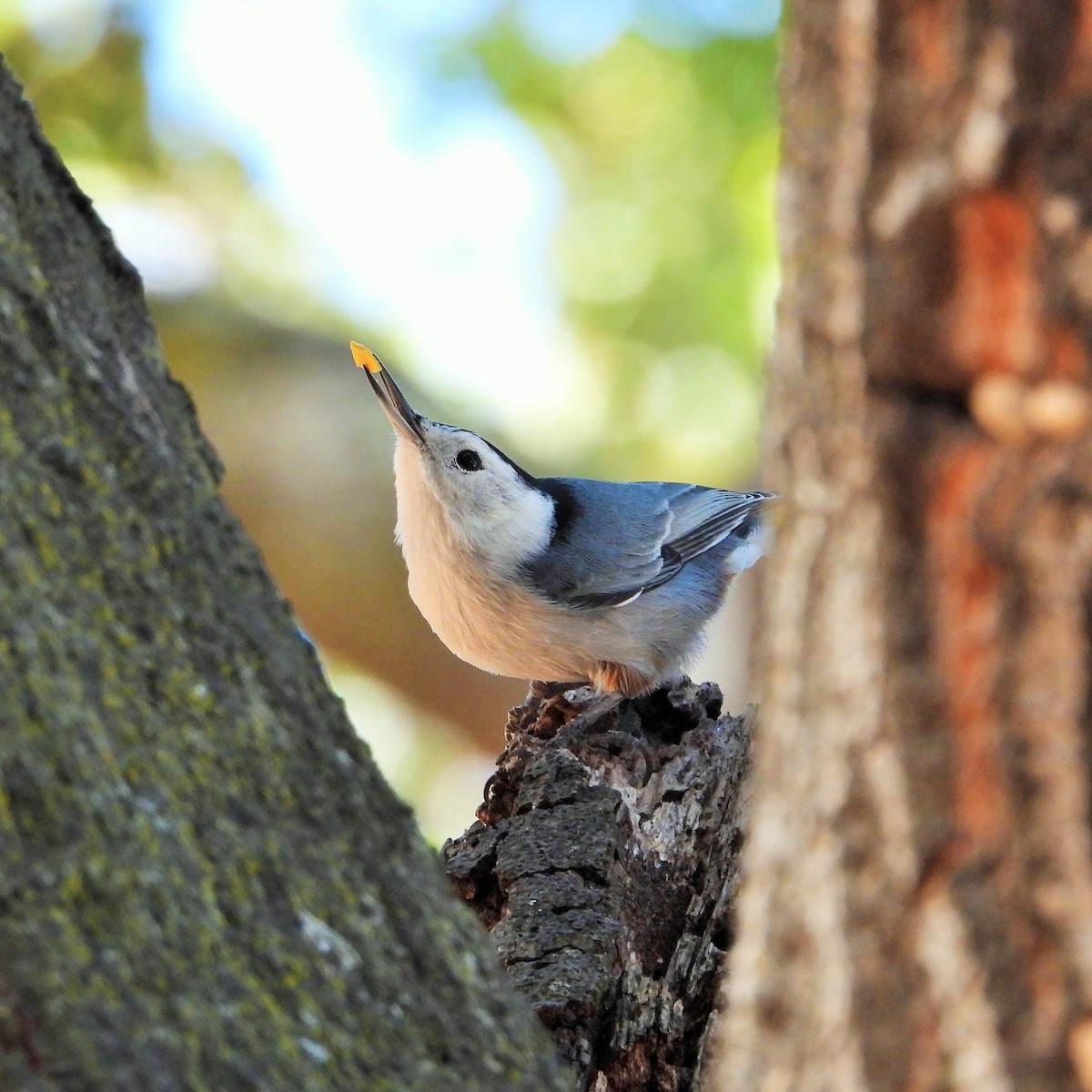 White-breasted Nuthatch - Carol Ann Krug Graves