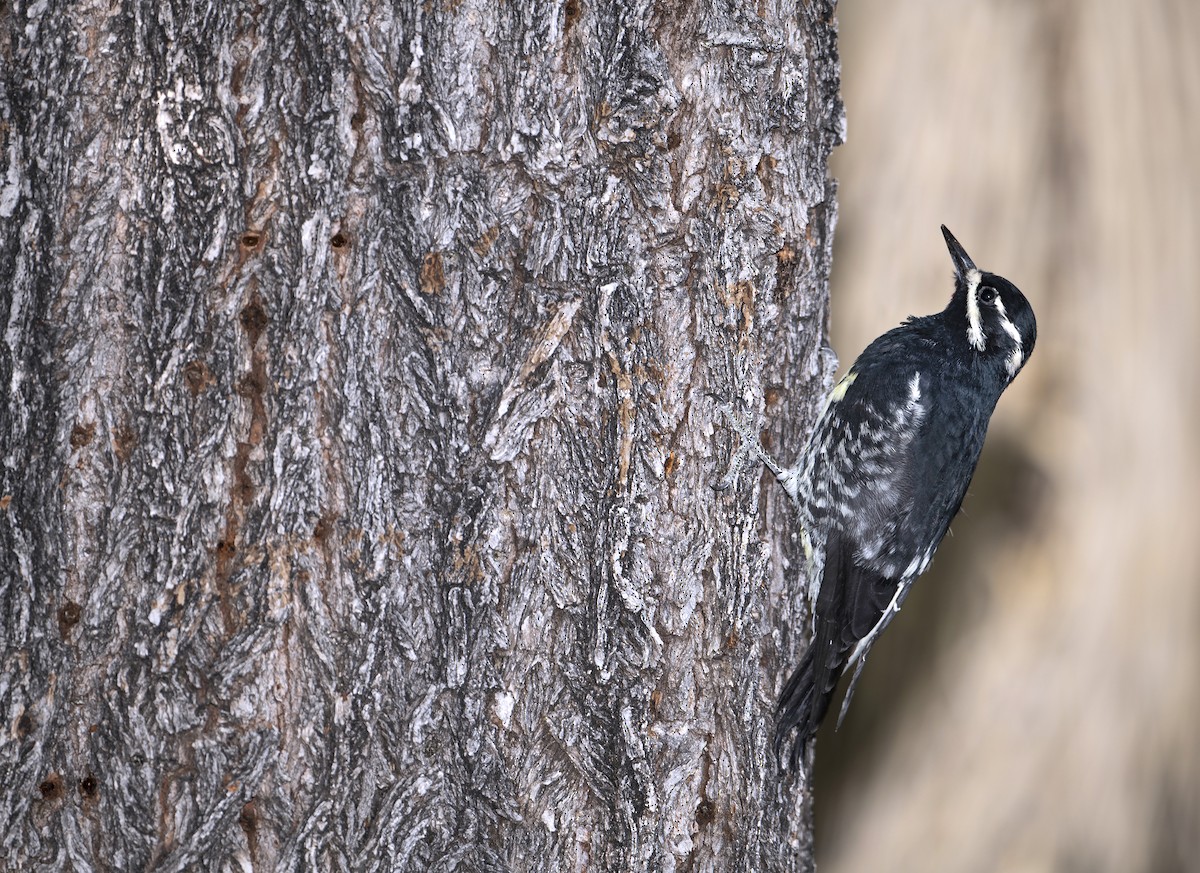 woodpecker sp. - ML268228321