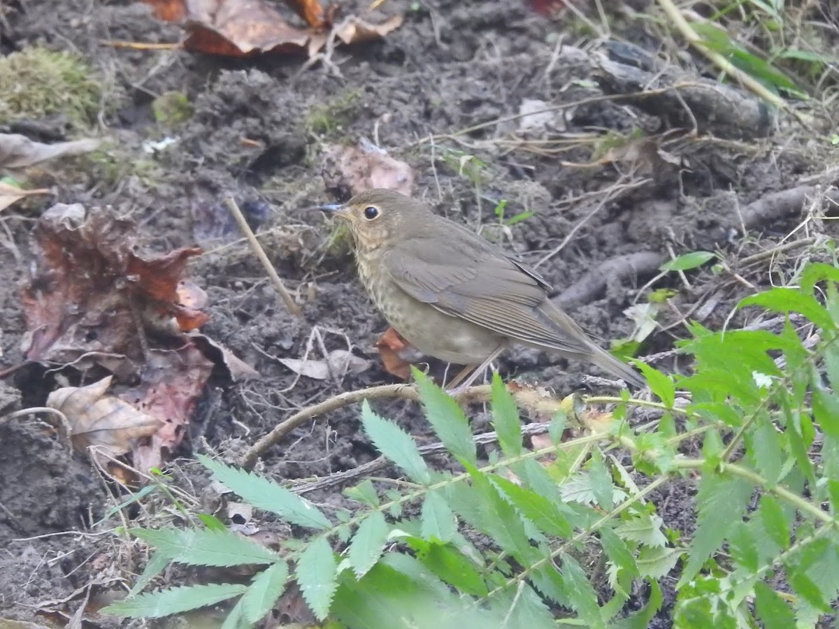 Swainson's Thrush - ML268231791