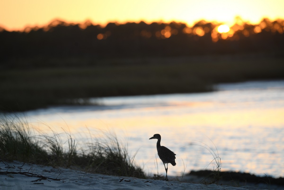 Yellow-crowned Night Heron - ML268232421