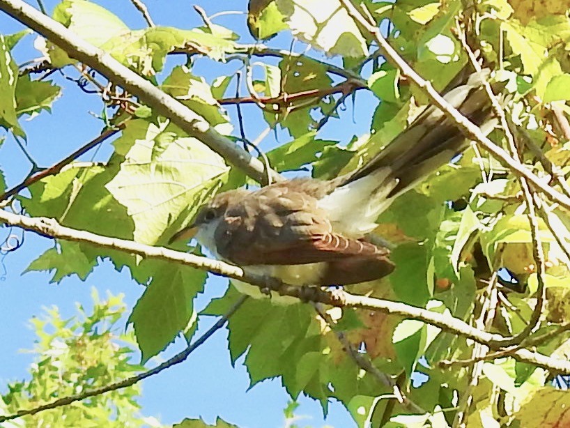 Yellow-billed Cuckoo - Mary  McMahon