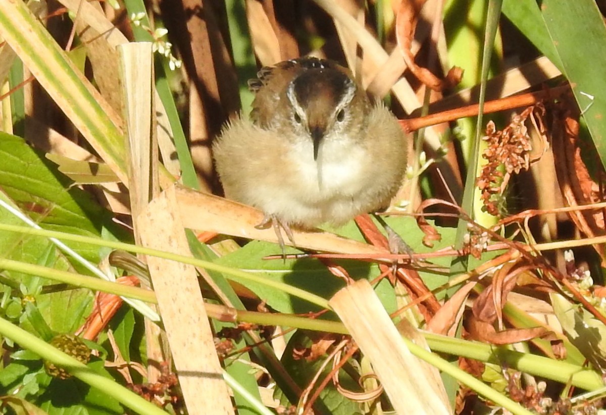 Marsh Wren - ML268234541