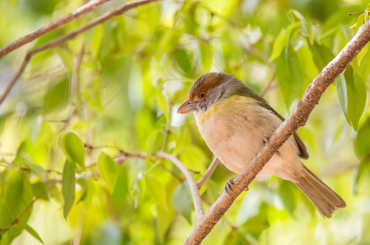 Rufous-browed Peppershrike - ML268234621