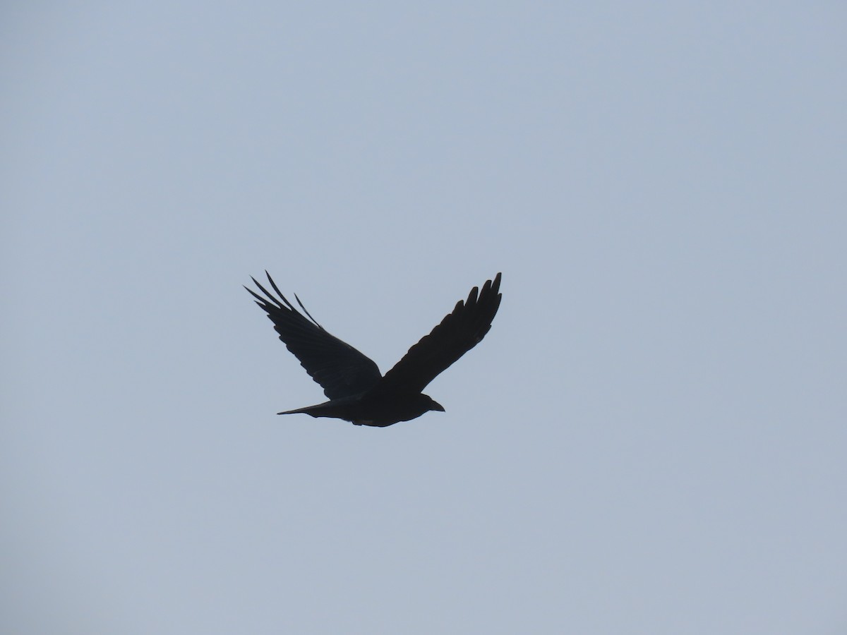 Common Raven - Long-eared Owl