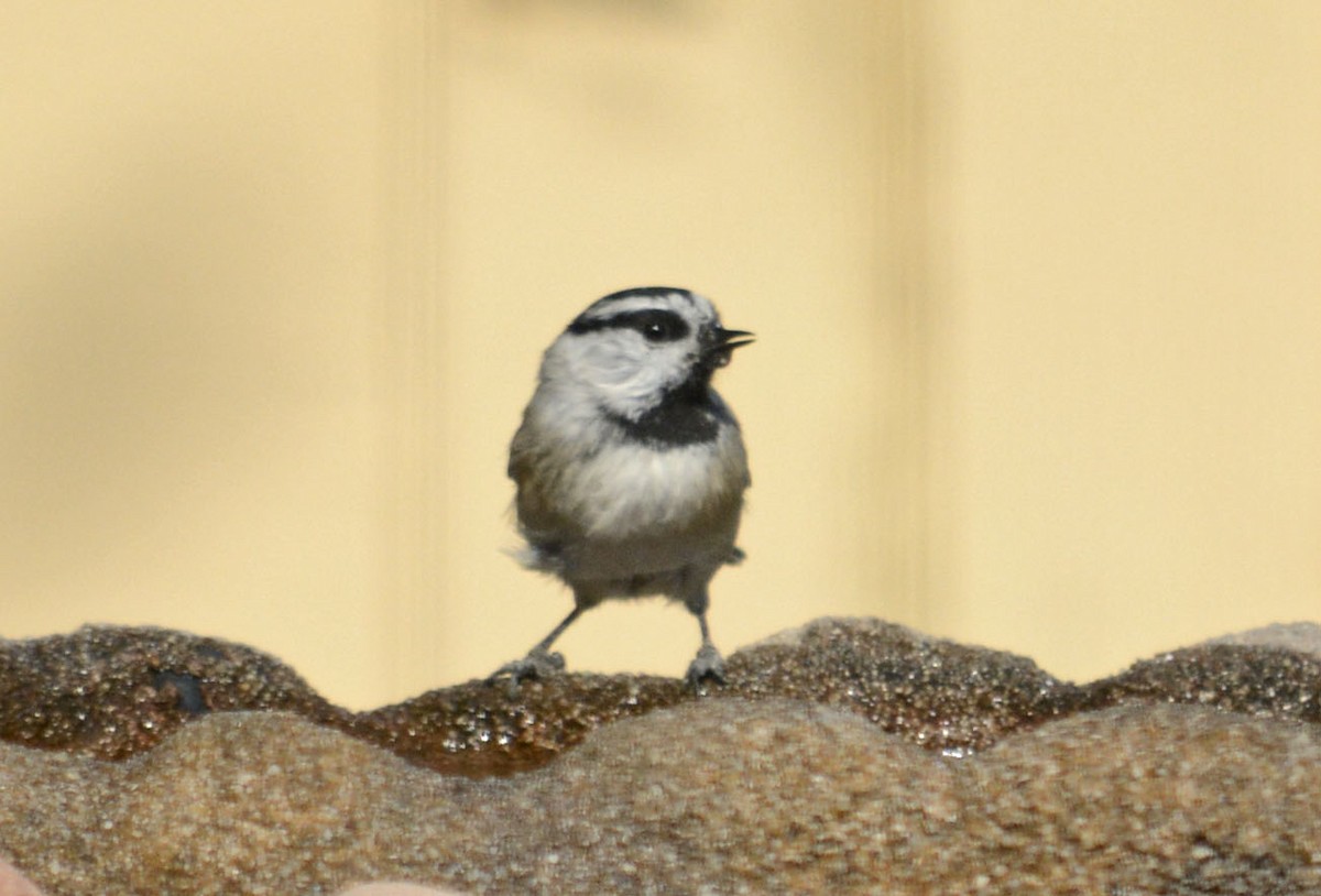 Mountain Chickadee - ML268236921