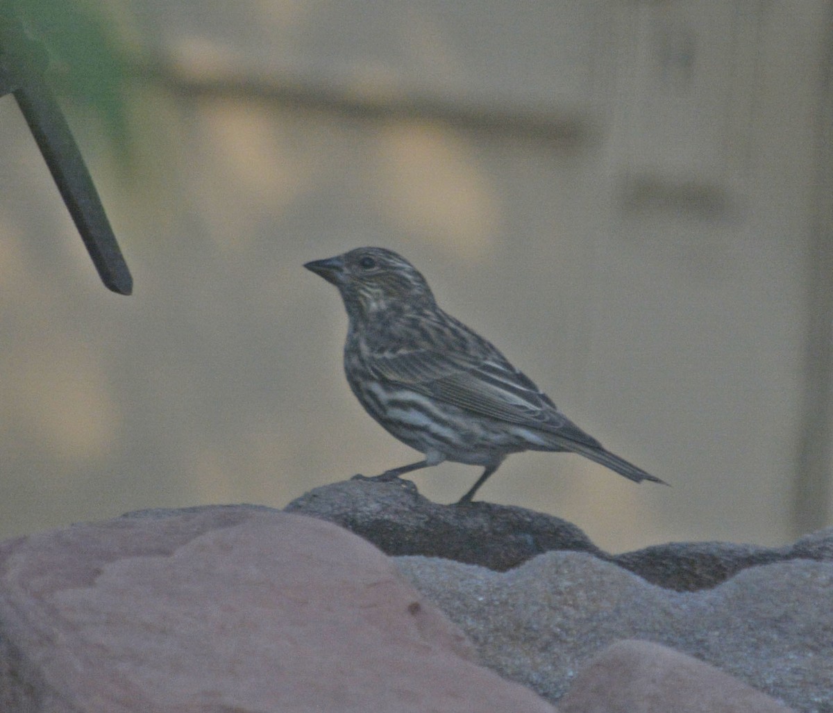 Cassin's Finch - ML268237851