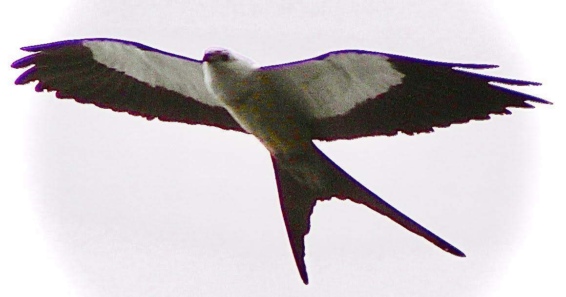 Swallow-tailed Kite - Anel  Cruz
