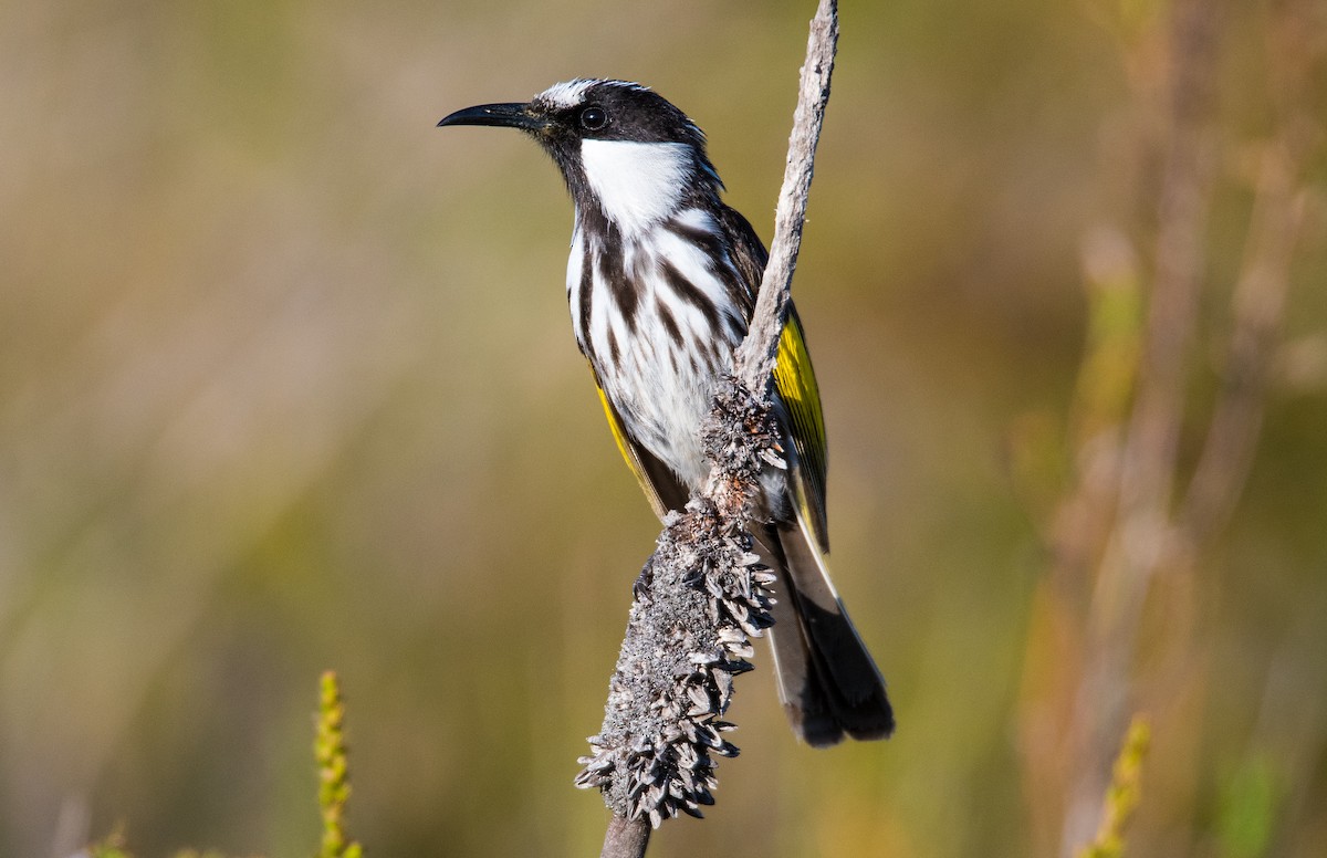 White-cheeked Honeyeater - Nik Mulconray