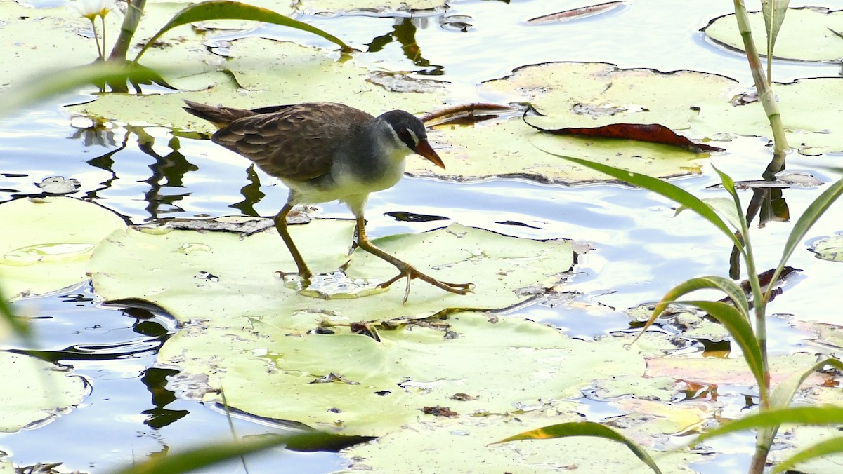 White-browed Crake - ML268238671