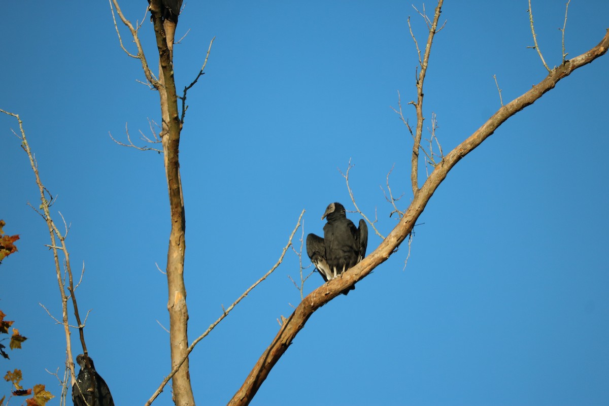 Black Vulture - ML268242541