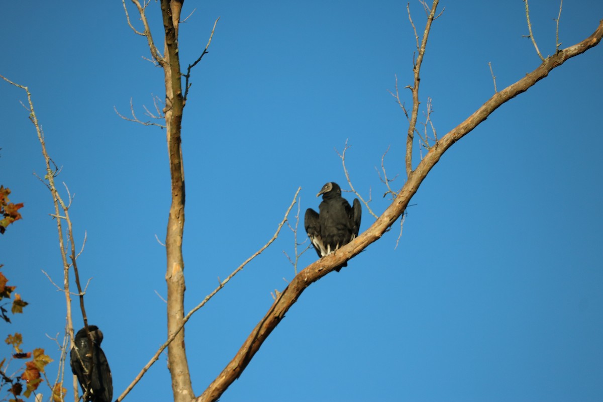 Black Vulture - ML268242661
