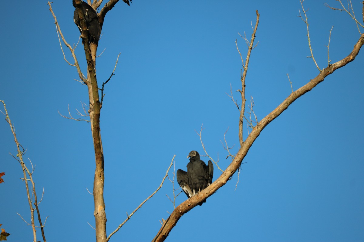Black Vulture - ML268242681