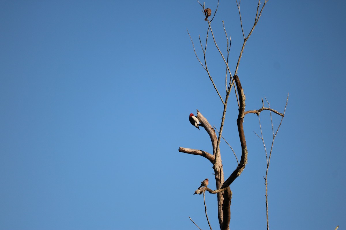 Red-headed Woodpecker - ML268242781