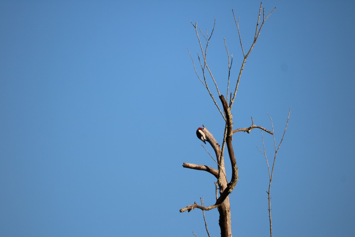 Red-headed Woodpecker - ML268242791