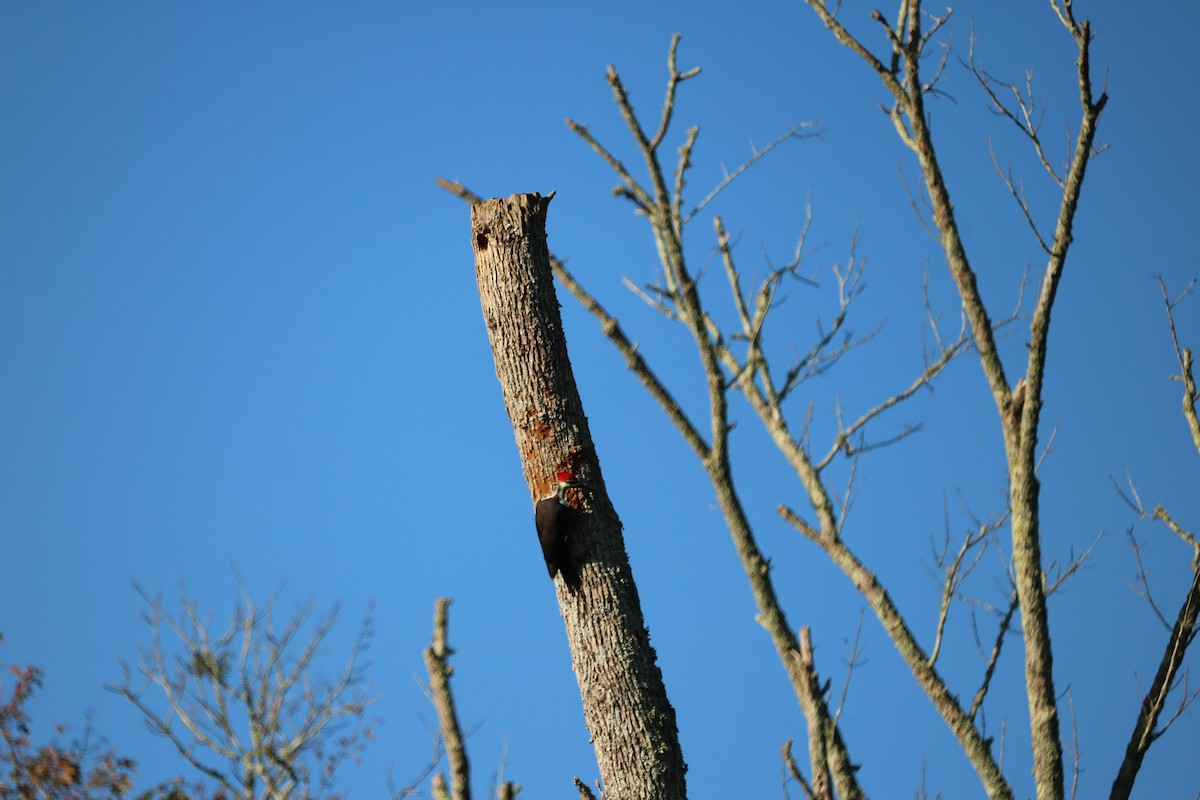 Pileated Woodpecker - ML268243151