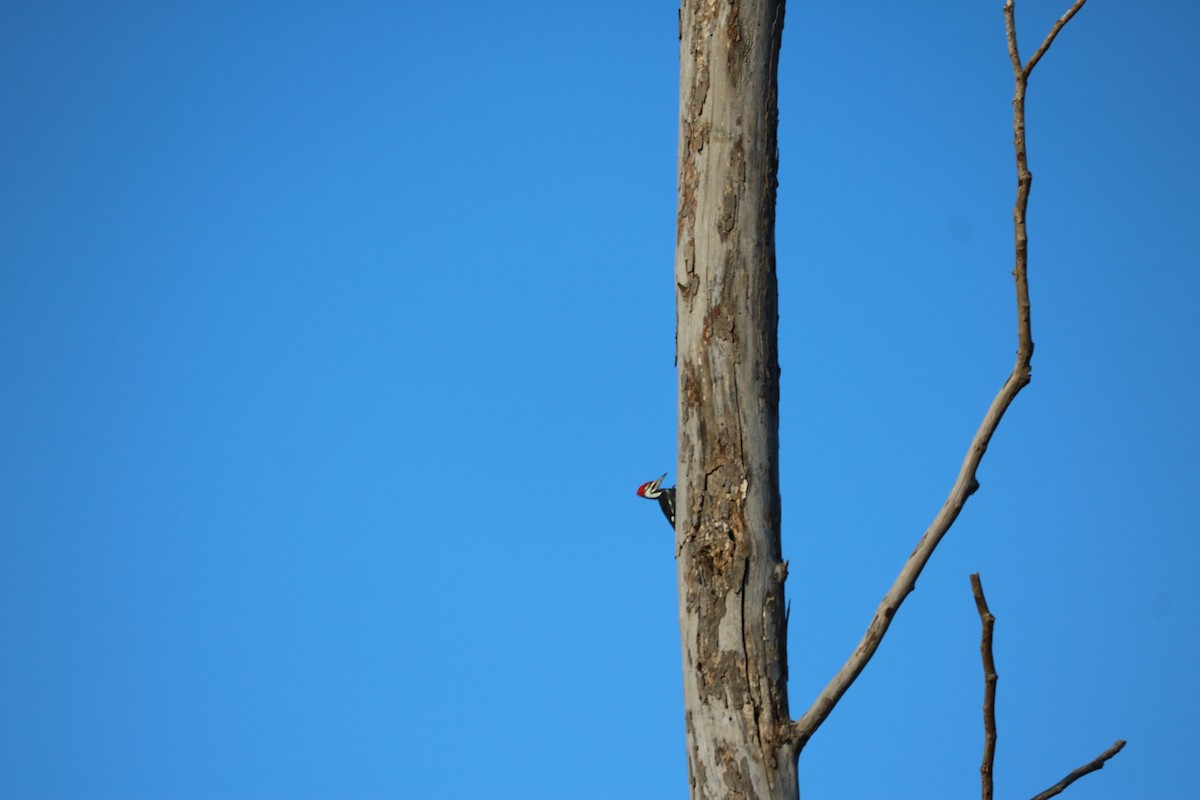 Pileated Woodpecker - ML268243181