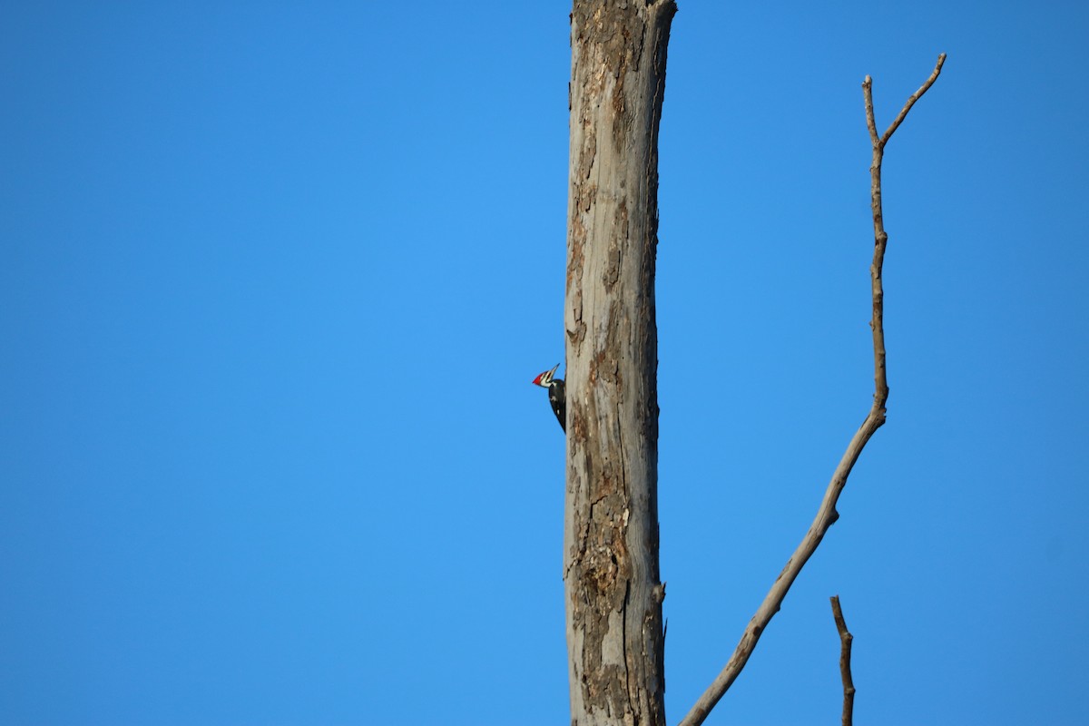 Pileated Woodpecker - ML268243221