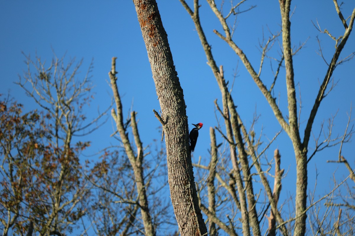 Pileated Woodpecker - ML268243281