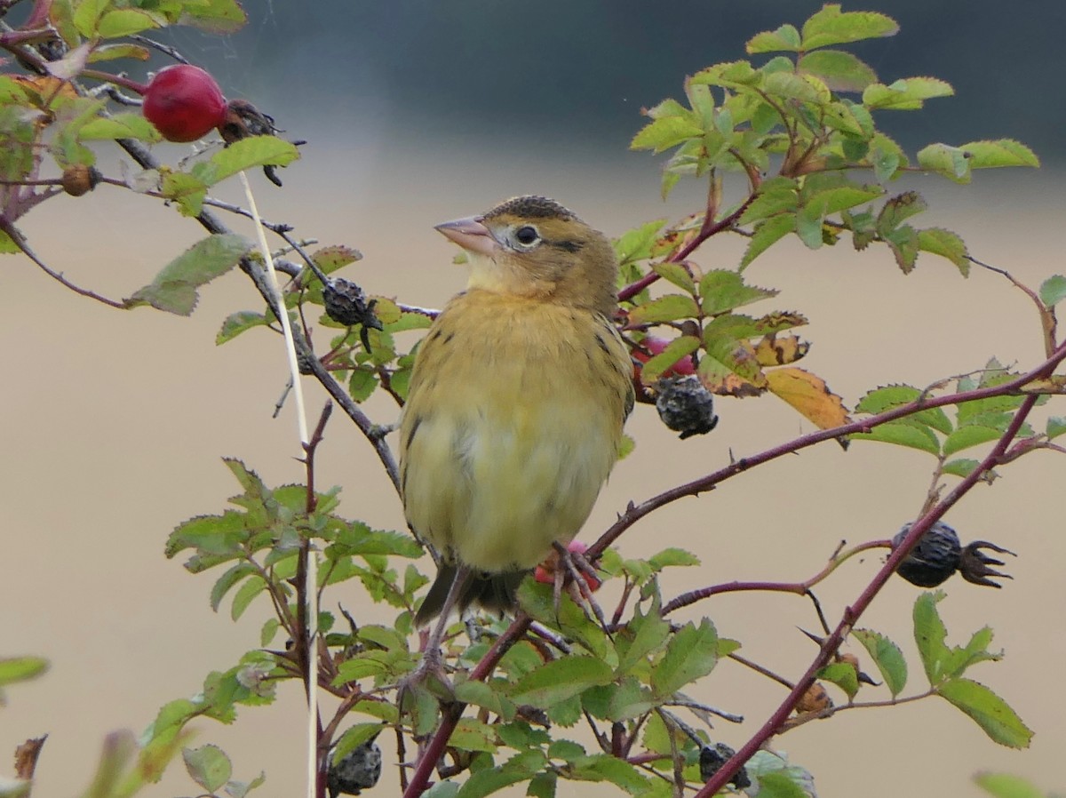 Bobolink - ML268245241