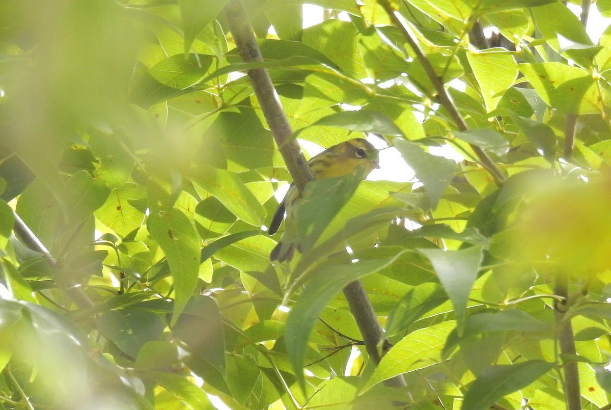 Blackburnian Warbler - ML268249371