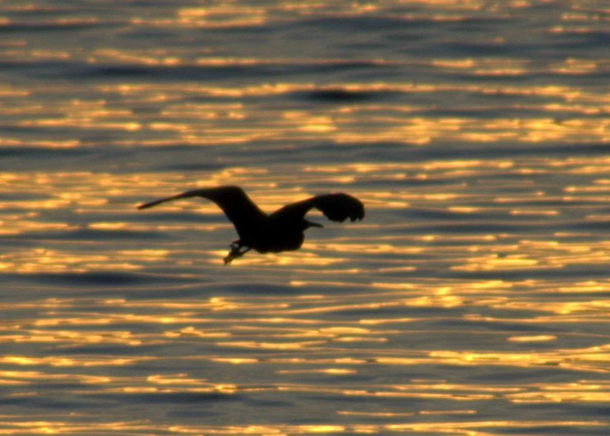 Pacific Reef-Heron - ML26825081