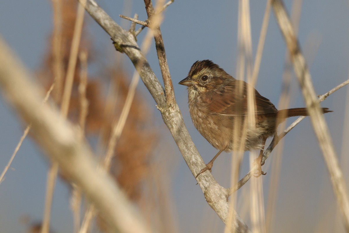 Swamp Sparrow - ML268251331