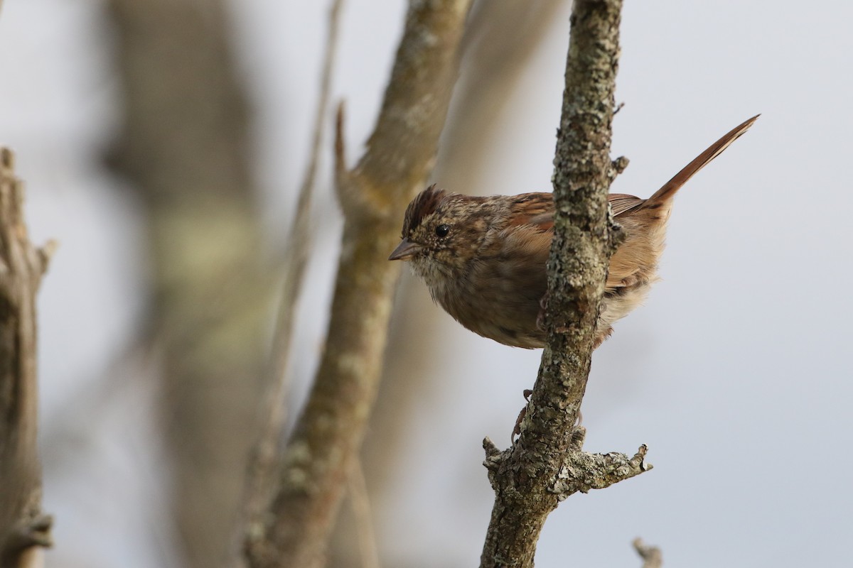 Swamp Sparrow - ML268251521