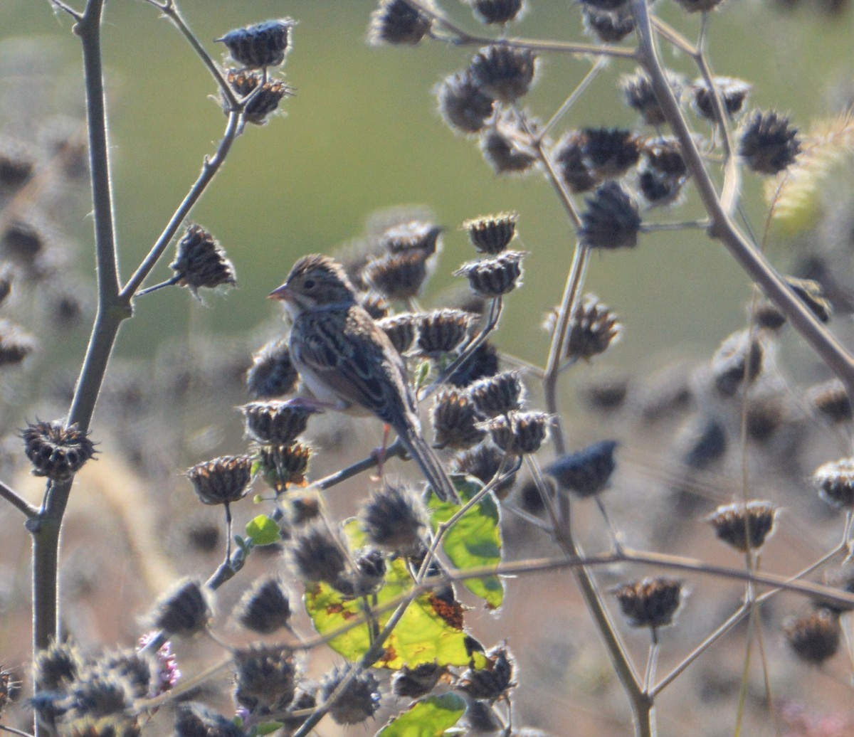 Clay-colored Sparrow - Kimberly Hill Grundman