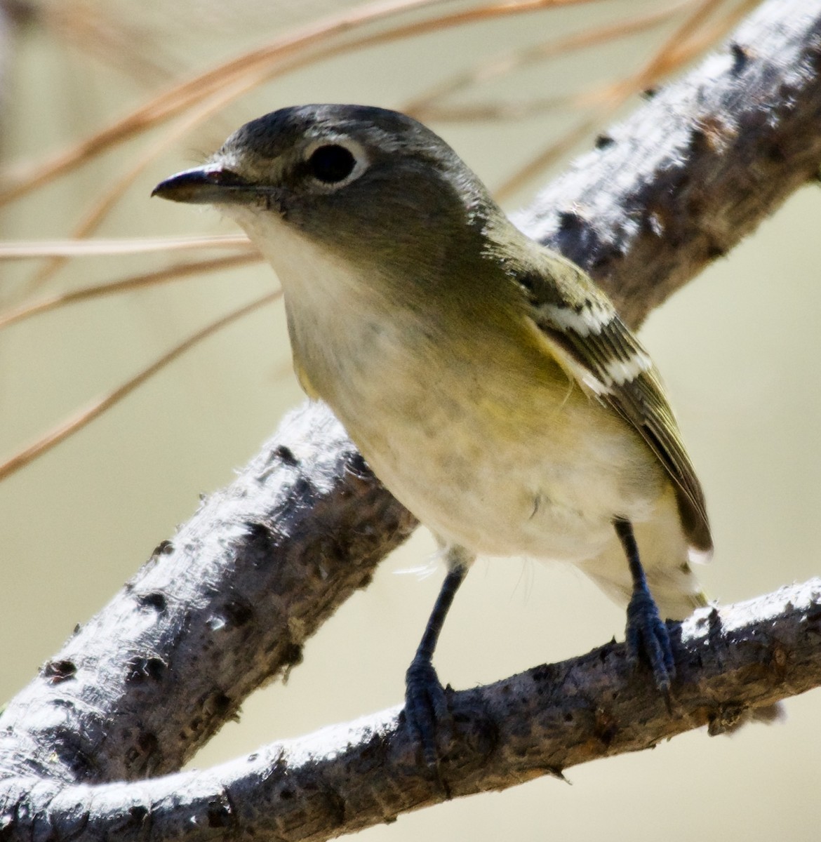 Cassin's Vireo - ML268254301