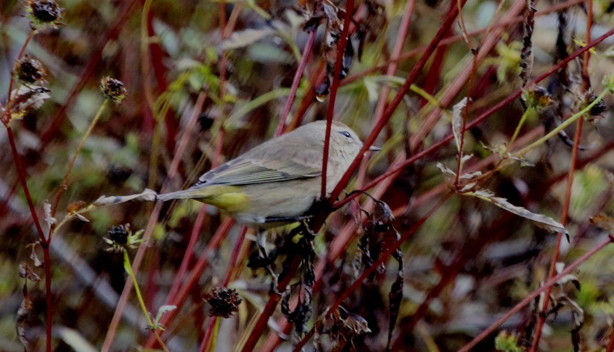 Palm Warbler - ML268254481