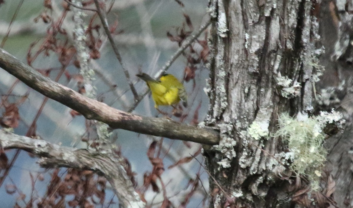 Wilson's Warbler - ML268254661