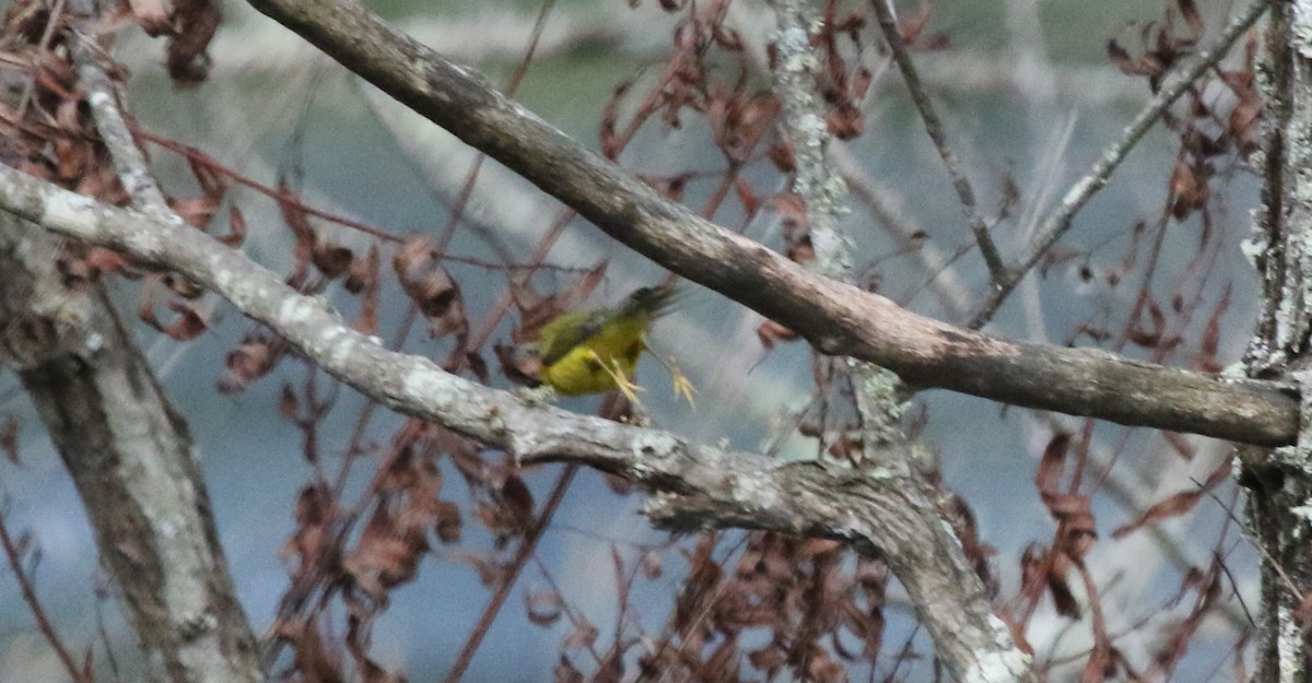 Wilson's Warbler - ML268254681