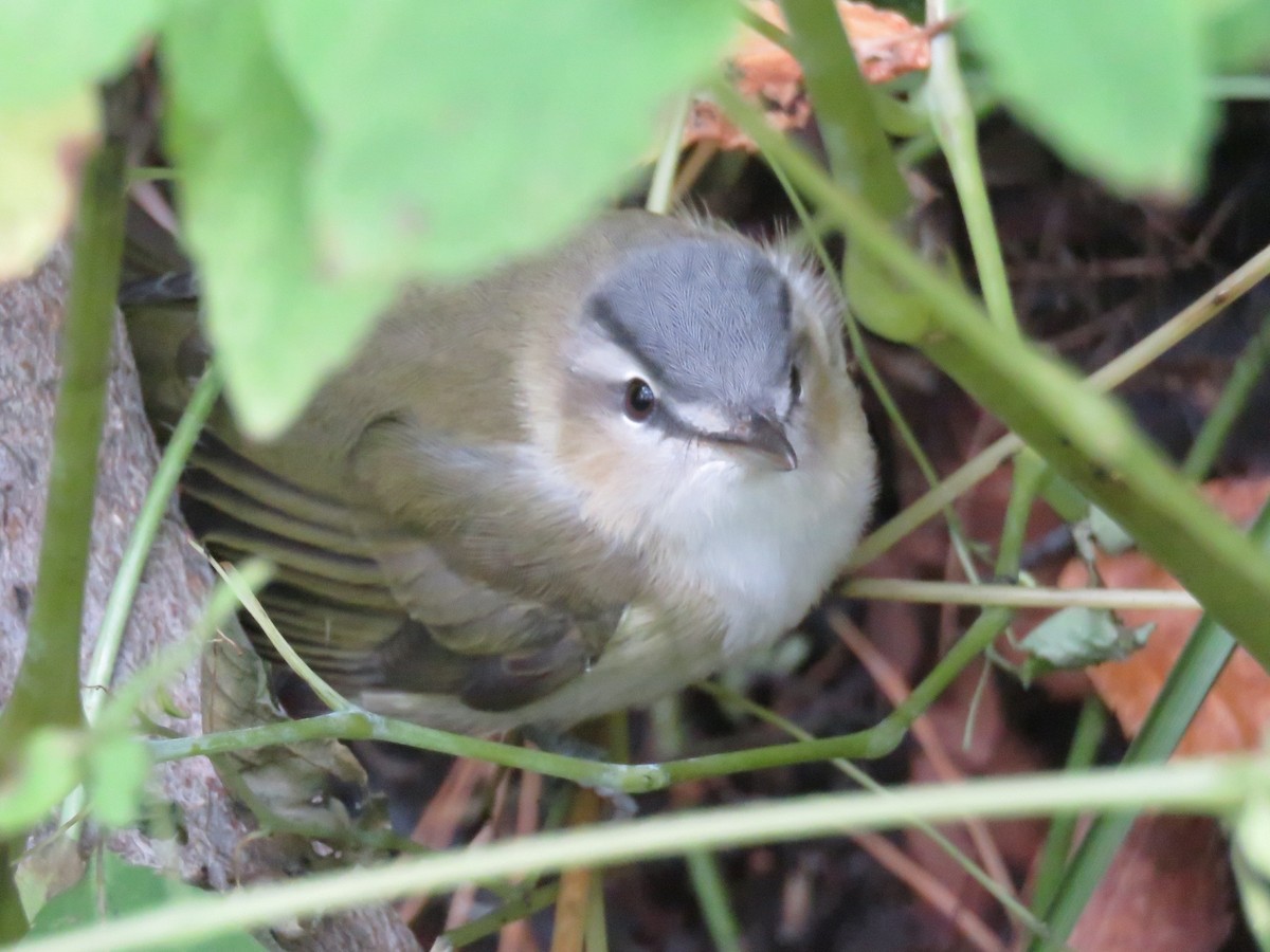 Red-eyed Vireo - ML268255231
