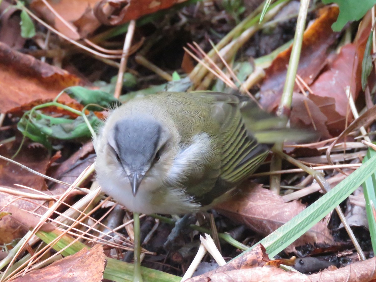 Red-eyed Vireo - ML268255241