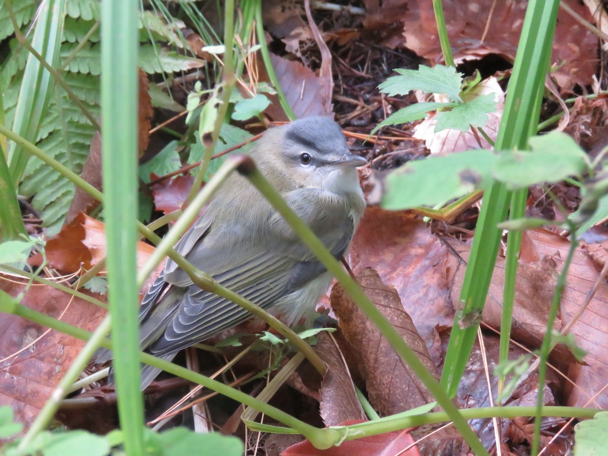 Red-eyed Vireo - ML268255251