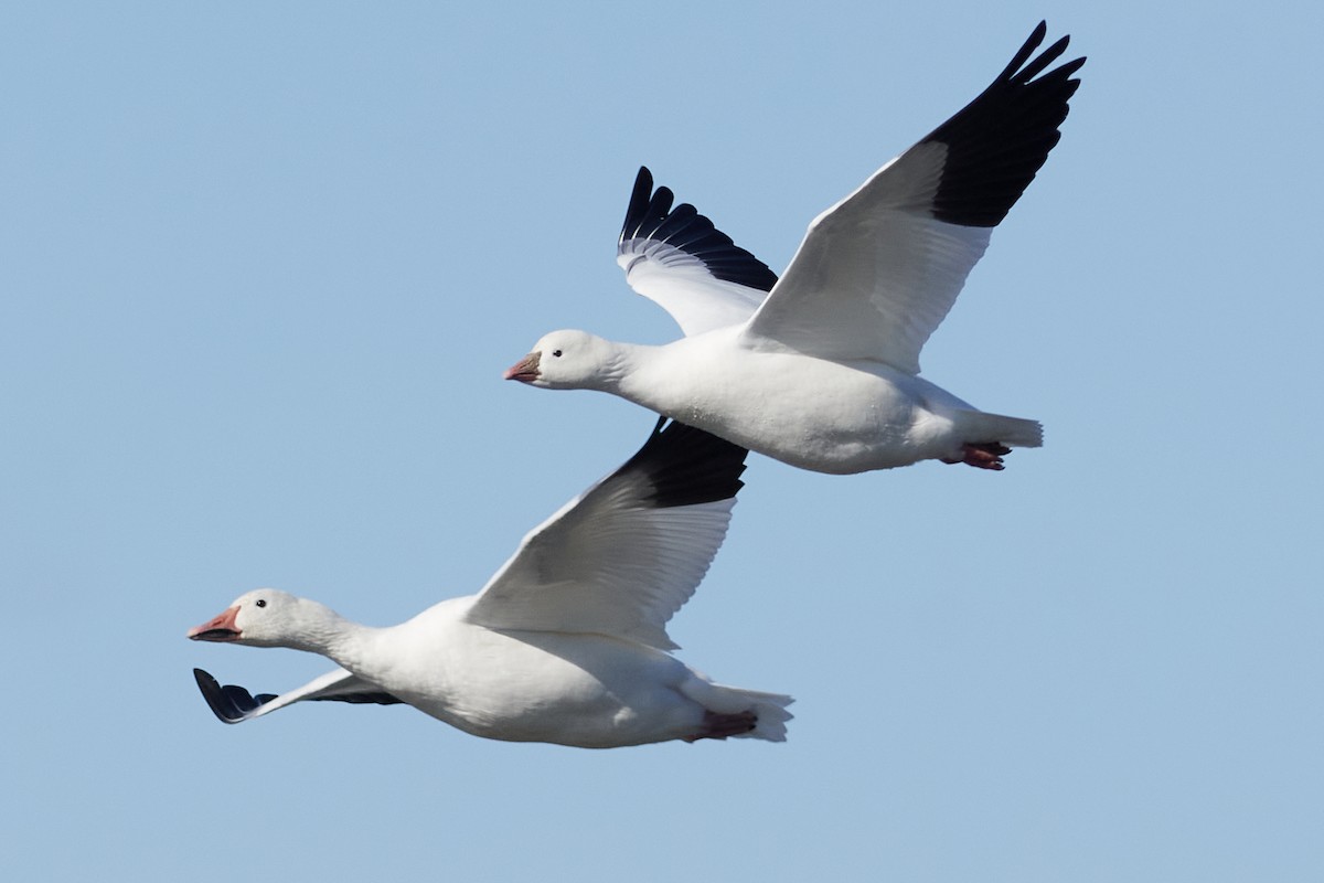 Ross's Goose - Patrice St-Pierre