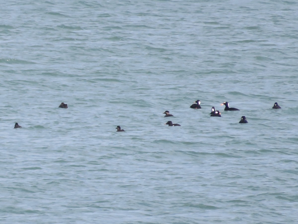 Surf Scoter - ML26825571