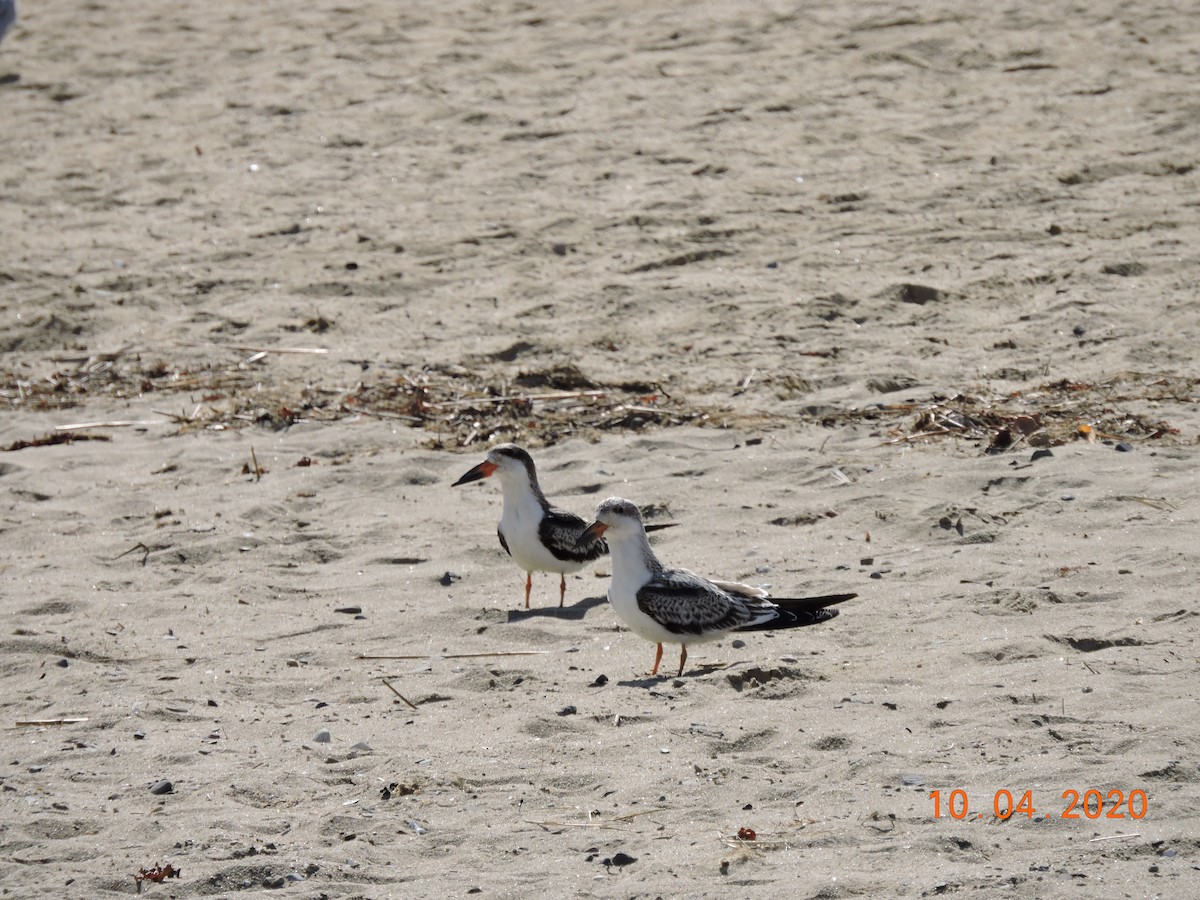 Black Skimmer - ML268256191