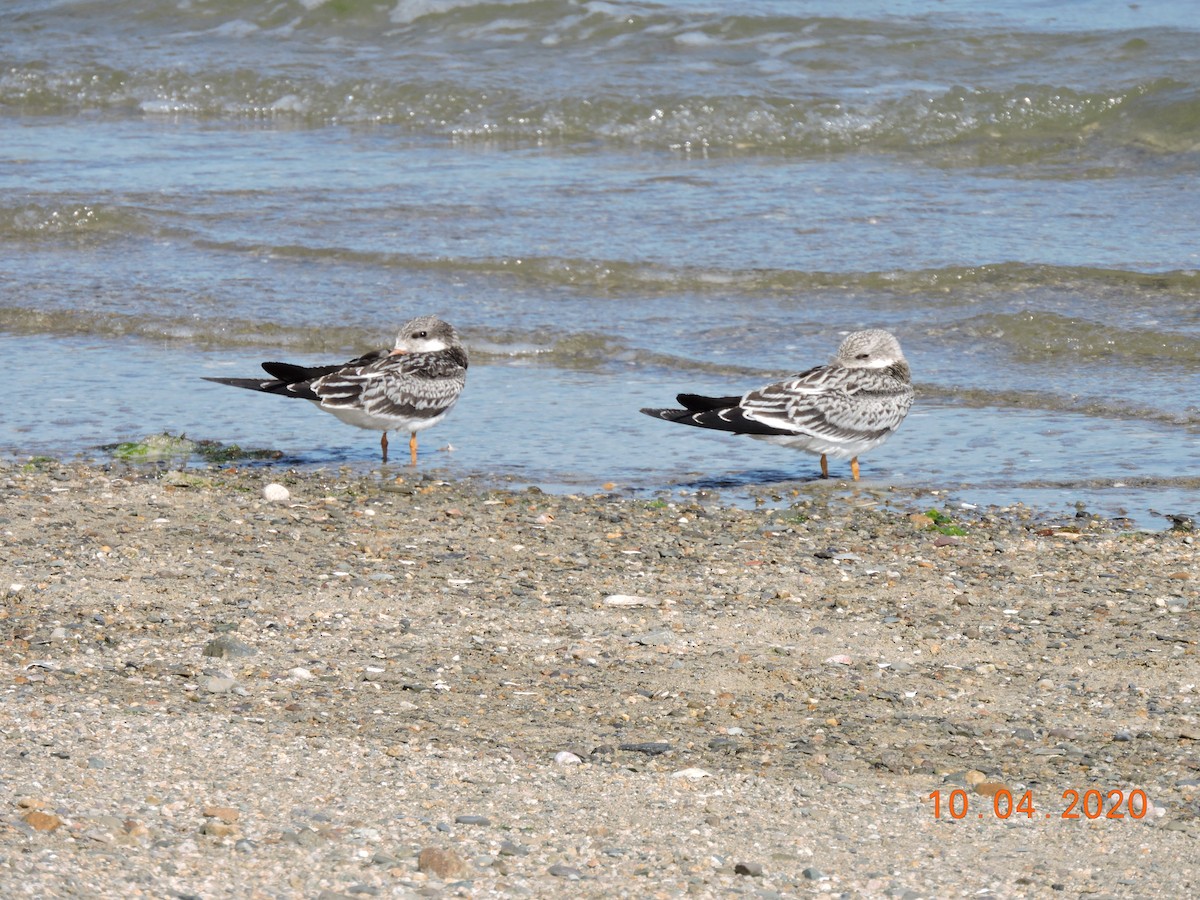 Black Skimmer - ML268256581