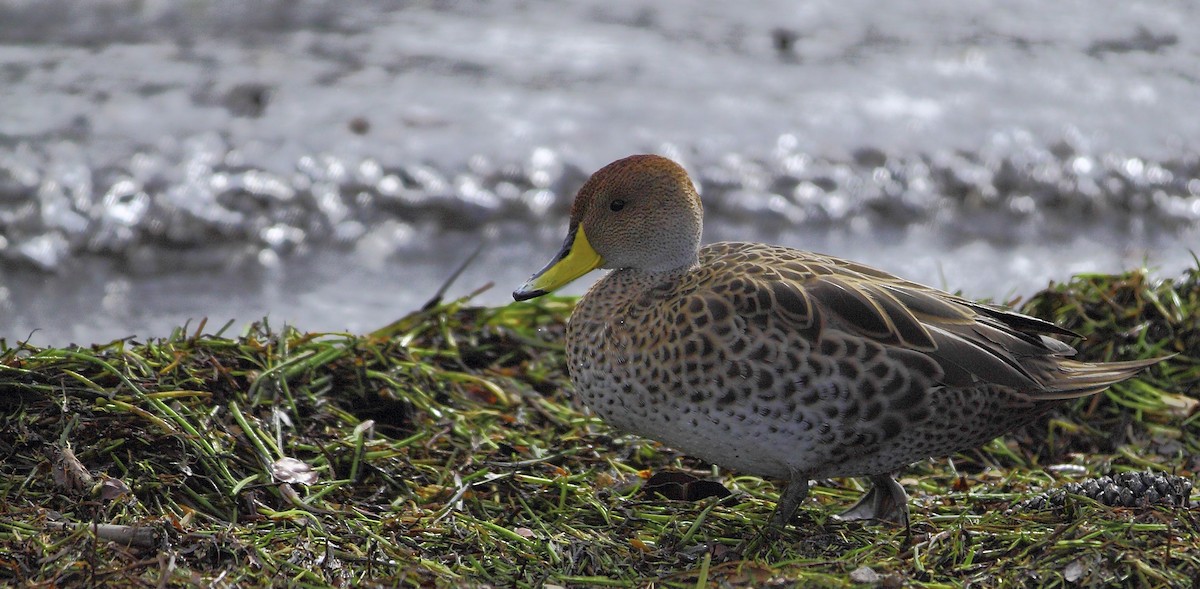 Yellow-billed Pintail - ML268256881