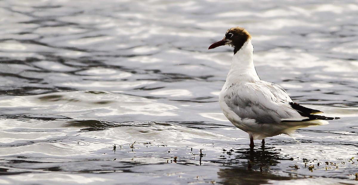 Brown-hooded Gull - ML268257141